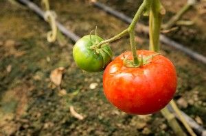 Tomates orgánicos