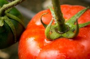 Tomates orgánicos