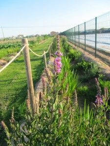 Acequia