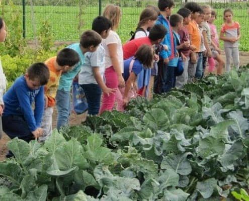 Grupos Escolares en Actividades de Campo